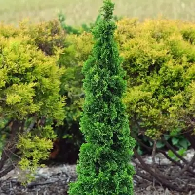 Туя СПИРАЛИС МИНИ западная в Жлобине