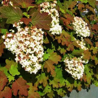 Гортензия БЛЭК ПОРШ дуболистная в Жлобине