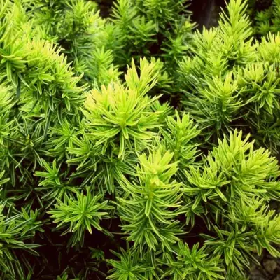 Тис ДАВИД ягодный в Жлобине