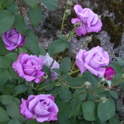 Роза СИЛЬВЕР СТАР чайно-гибридная в Жлобине