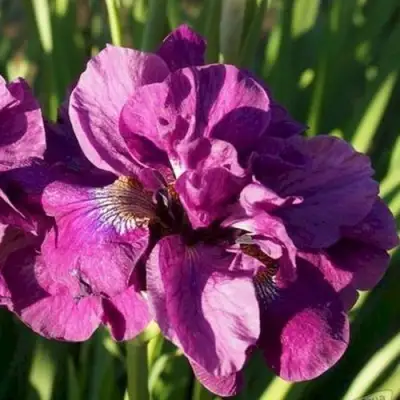 Ирис БАНДЛ ОВ ДЖОЙ сибирский в Жлобине