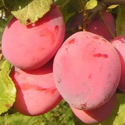 Слива ФАВОРИТЕ ДЕ СУЛТАНО в Жлобине