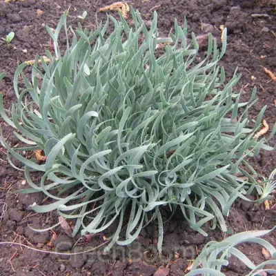 Лук СПИРАЛИС горный в Жлобине