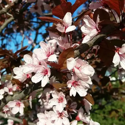 Слива ВУДИ растопыренная в Жлобине