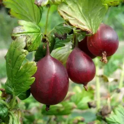 Крыжовник СЕРЕНАДА в Жлобине