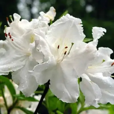 Азалия ОКСИДОЛ листопадная в Жлобине