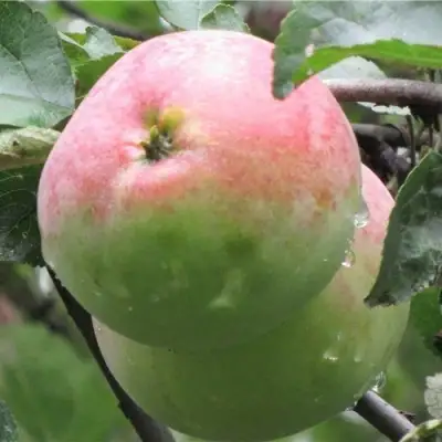 Яблоня МОСКОВСКОЕ ЗИМНЕЕ в Жлобине