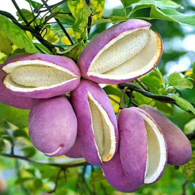 Акебия ПЯТЁРНАЯ  в Жлобине