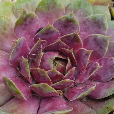 Молодило УФО в Жлобине