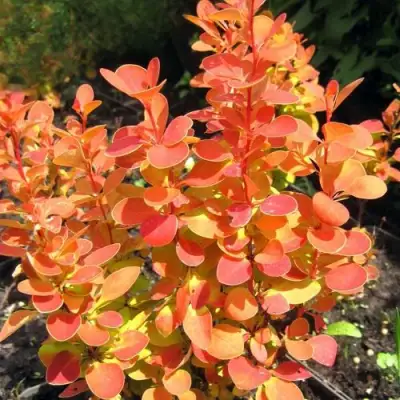 Барбарис ОРАНЖ ФАЙЕР тунберга в Жлобине