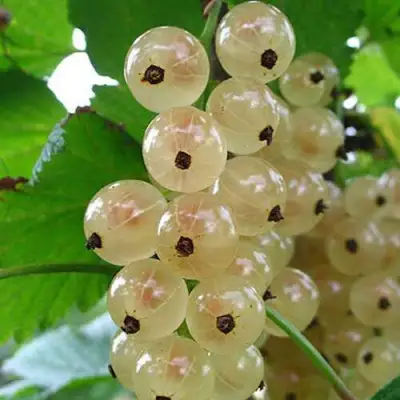 Смородина белая ЮТЕРБОРГСКАЯ в Жлобине