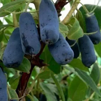 Жимолость съедобная ВОЛХОВА в Жлобине