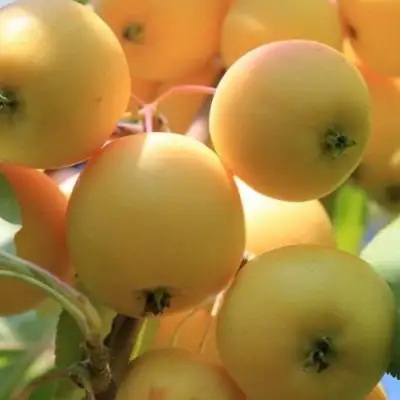 Яблоня УРАЛЬСКОЕ НАЛИВНОЕ в Жлобине