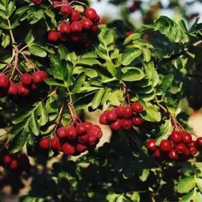 Рябина РУБИНОВАЯ сладкоплодная в Жлобине