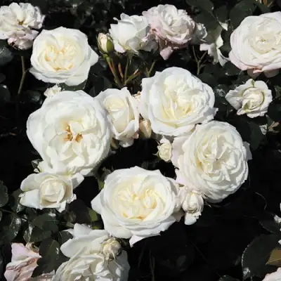 Роза АЛАБАСТЕР флорибунда в Жлобине