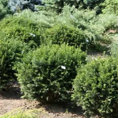 Тис НАНА остроконечный  в Жлобине