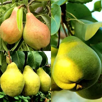 Комплект НАСТОЯЩИЙ ВОСТОРГ в Жлобине