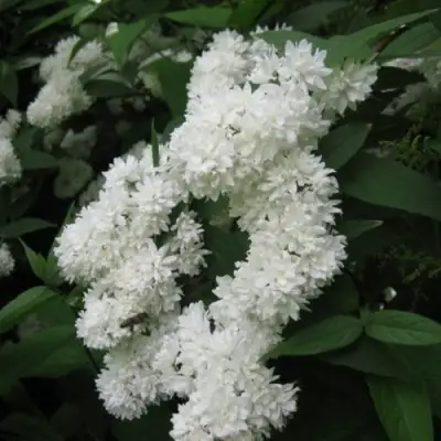 Дейция КАНДИДИССИМА шершавая в Жлобине