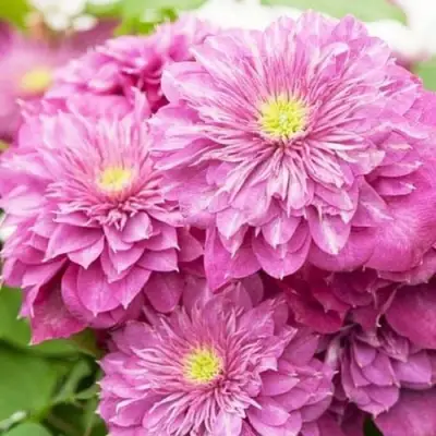 Клематис КАЙЗЕР в Жлобине