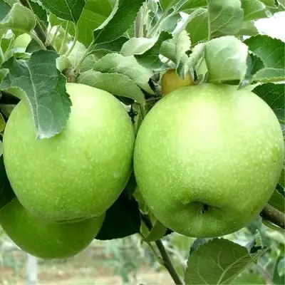 Яблоня РЕНЕТ СИМИРЕНКО в Жлобине