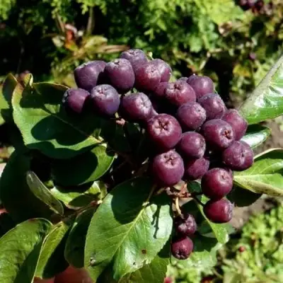 Рябина ЛИКЁРНАЯ сладкоплодная в Жлобине