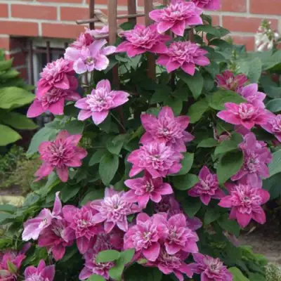 Клематис МАЙ ДАРЛИНГ  в Жлобине