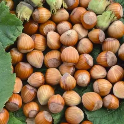 Фундук ТОНДА РОМАНА в Жлобине