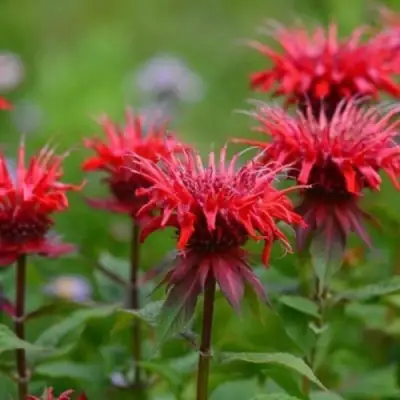 Монарда ПАНОРАМА РЕД в Жлобине