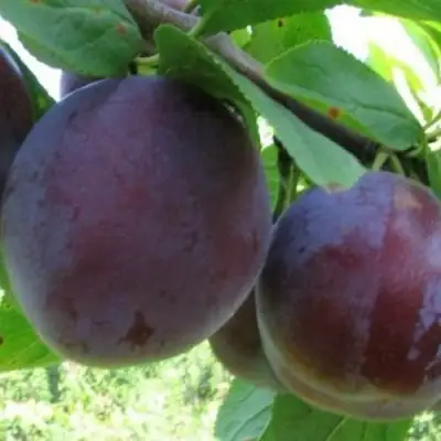 Слива СТАРТОВАЯ в Жлобине