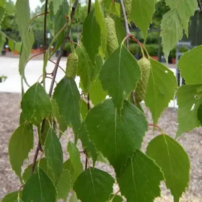 Береза ФАСЦИНЕЙШЕН белая  в Жлобине