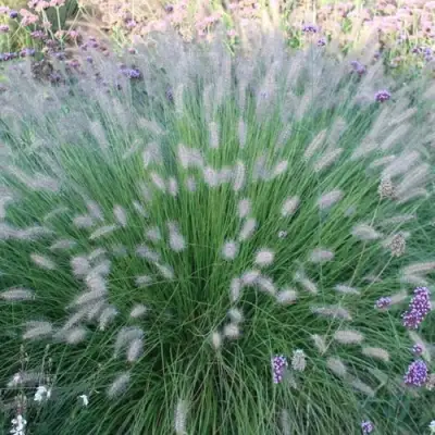 Пеннисетум ХАМЕЛН в Жлобине