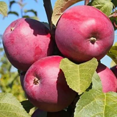 Яблоня ЗОРКА в Жлобине