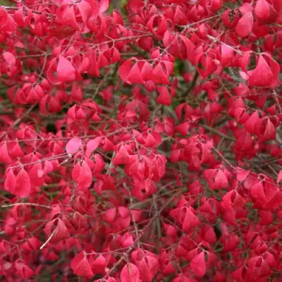 Бересклет КОМПАКТУС  в Жлобине