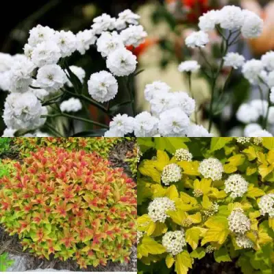 Комплект СОЛНЕЧНЫЙ МИКС в Жлобине