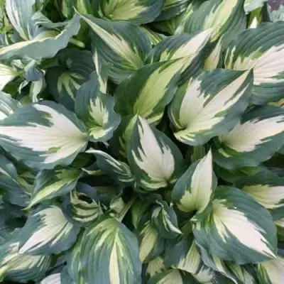 Хоста КРИСМАС КЭНДИ гибридная в Жлобине