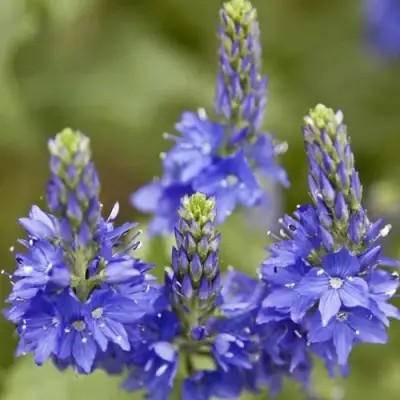 Вероника австрийская в Жлобине