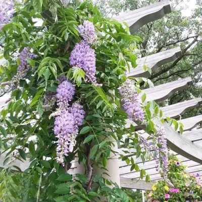 Глициния макростахия БЛЮ МУН в Жлобине