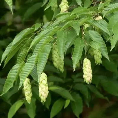 Граб японский в Жлобине