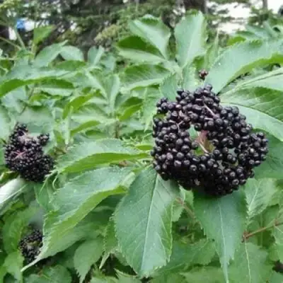 Бузина черная КЛАДЗЕЗЬ в Жлобине