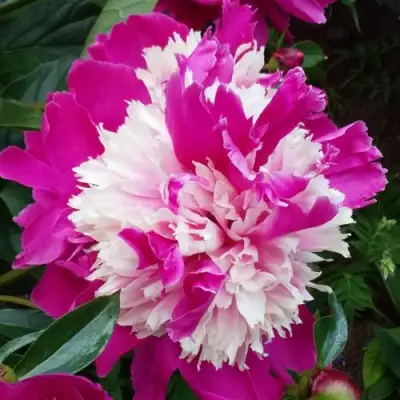 Пион КАПЛЯ РОСЫ травянистый в Жлобине