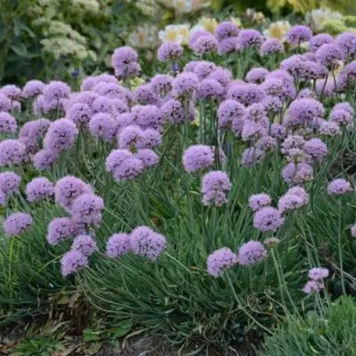 Лук ЛИЗА БЛЮ стареющий в Жлобине