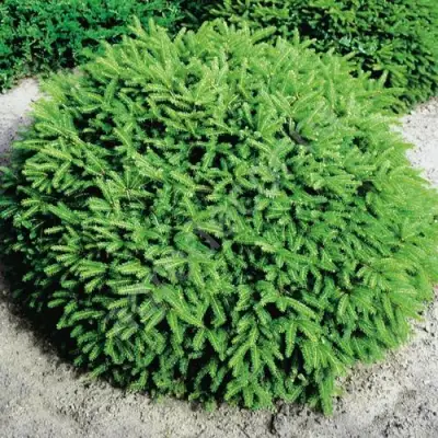 Ель НИДИФОРМИС обыкновенная в Жлобине