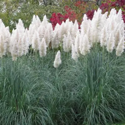 Кортадерия белая (пампасная трава) в Жлобине
