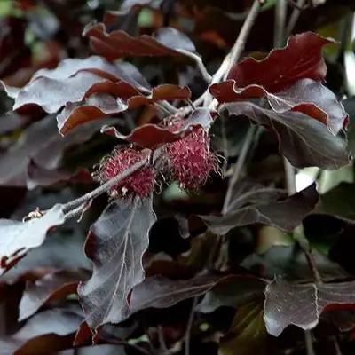 Бук лесной АТРОПУНИЦЕА в Жлобине