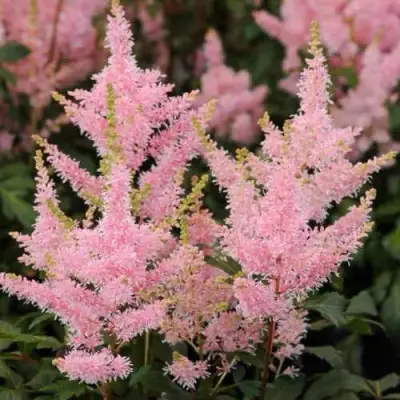 Астильба ЮНИК САЛМОН гибридная в Жлобине