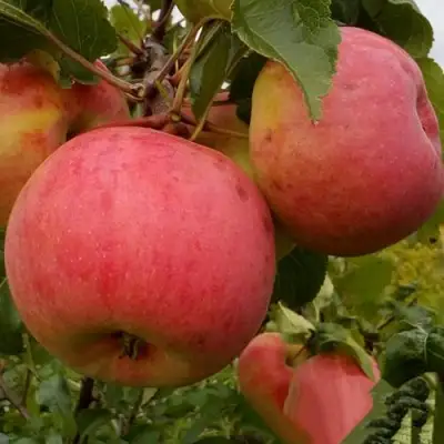 Яблоня БОЛОТОВСКОЕ в Жлобине