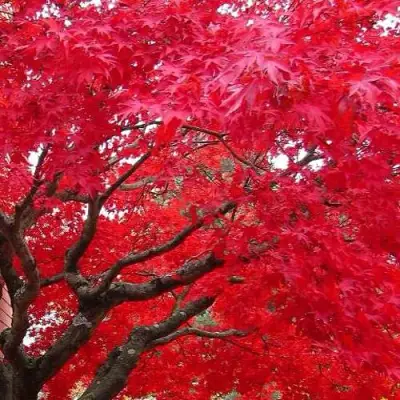 Клен гиннала  в Жлобине