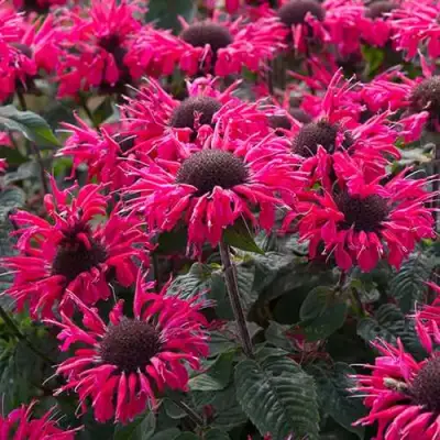 Монарда БИ МЭРИ гибридная в Жлобине