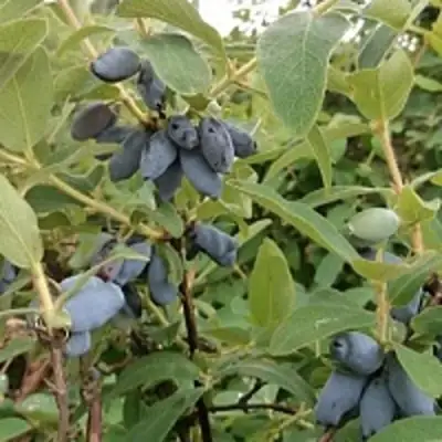 Жимолость съедобная НИМФА (ГАММА) в Жлобине