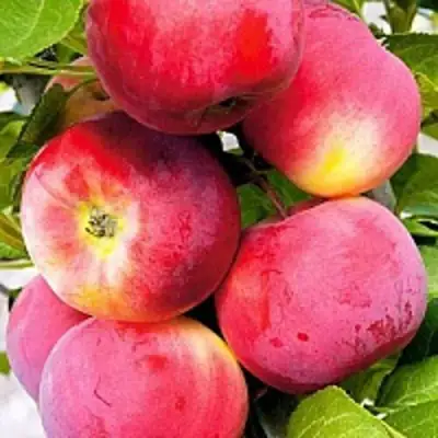 Яблоня СЕРЕБРЯНОЕ КОПЫТЦЕ в Жлобине